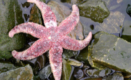 There are starfishes after storm on the coast