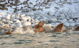 Sea lions reach their northern natural habitat on Chukchi Peninsula