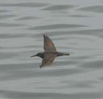 Wandering Tattler