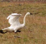 Tundra Snow Goose