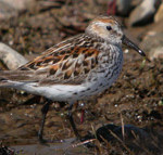 Western Sandpiper