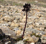 Hemlock Parsley