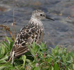 Baird’s Sandpiper