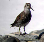 Rock Sandpiper