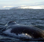 Bowhead Whale