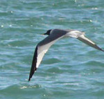 Sabine’s Gull