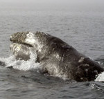 Gray Whale