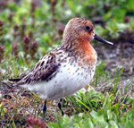 Spoonbill Sandpiper