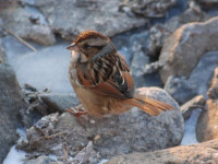 Swamp sparrow