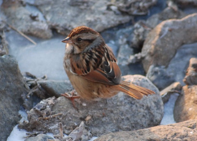 Swamp sparrow