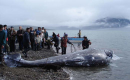 Whale festival. New Chaplino community