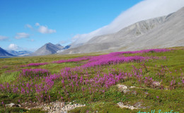 Blossoming fireweed