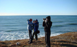 Birds and sea mammals observation