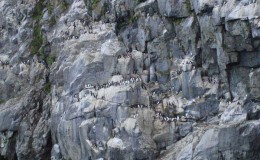 Bird rookery. Arakamchechen island