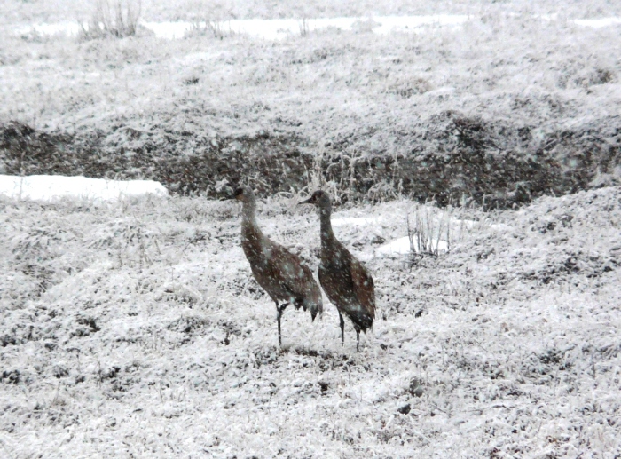 Canadian cranes