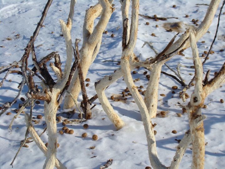 Bushes that can feed the hair. A. Borovik, 2011