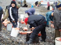 People like fresh mantak (maktak) after long winter season and it take home. Photo by N. Kalyuzhina