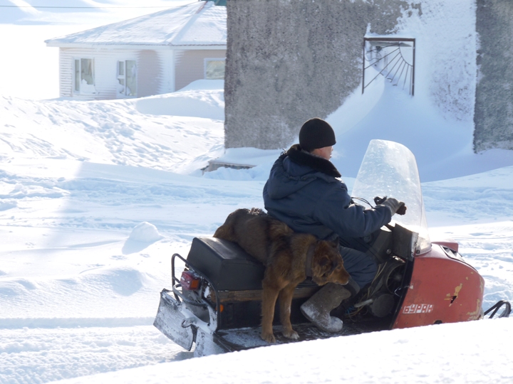 Snowy winter, everybody tries to adapt as he can :).A. Borovik. 2011