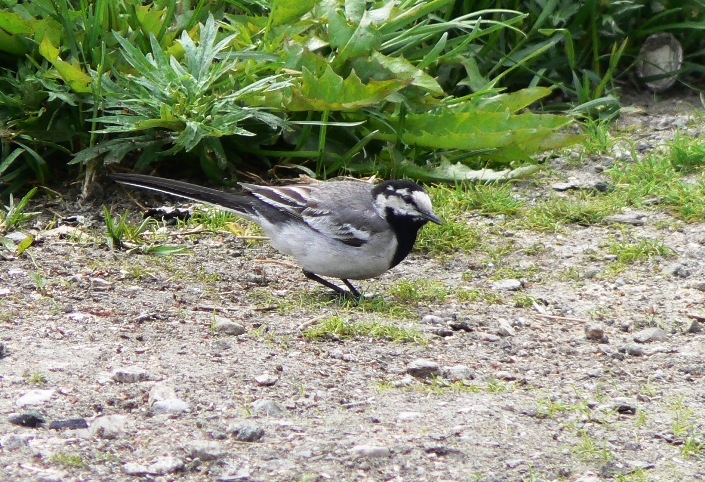 White wagtail. Picture by A. Borovik. Novoe Chaplino area.