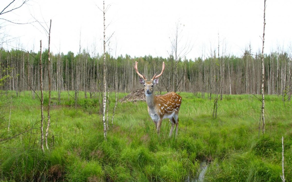 Zapovednik