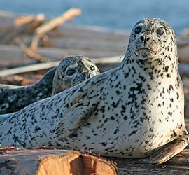 The Spotted seal on the shore